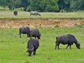 Buffalo\'s grazing in a meadow in the Hungarian countryside