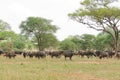 Herd of Cape buffalo in Tanzania Royalty Free Stock Photo