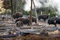 Herd of Buffalo in the steam in Yellowstone Royalty Free Stock Photo