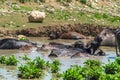 A herd of buffalo swimming in the river Royalty Free Stock Photo