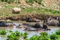 A herd of buffalo swimming in the river Royalty Free Stock Photo