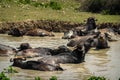 A herd of buffalo swimming in the river Royalty Free Stock Photo