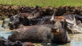 A herd of buffalo swimming in the river Royalty Free Stock Photo