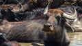 A herd of buffalo swimming in mud river Royalty Free Stock Photo