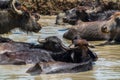 A herd of buffalo swimming in mud river Royalty Free Stock Photo