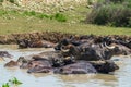 A herd of buffalo swimming in mud river Royalty Free Stock Photo