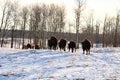 A herd of buffalo walk away in the cold winter