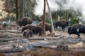 Bison Herd near geothermal vents Royalty Free Stock Photo