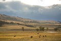 Herd of buffalo & x28;bison& x29; grazing in Lamar Valley, Yellowstone, Wy Royalty Free Stock Photo