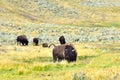 Herd of Buffalo in Yellowstone National Park. Royalty Free Stock Photo