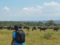 A herd of Buffaloes at Arusha National Park, Tanzania