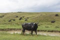 A herd of buffaloes