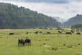 A herd of buffaloes