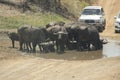 Herd of buffaloes drinking at a pond on a dirt road, Kruger NP, South Africa