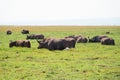 A herd of buffaloes grazing in Swamp at Amboseli National Park in Kenya