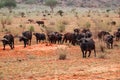 A herd of buffaloes grazing in the wild at sunrise at Tsavo East National Park in Kenya.
