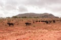 A herd of buffaloes grazing in the wild at sunrise at Tsavo East National Park in Kenya.