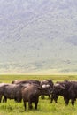 A herd of buffaloes inside a volcano. NgoroNgoro, Tanzania Royalty Free Stock Photo