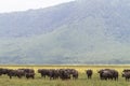 Buffalo herd within volcano. NgoroNgoro, Tanzania Royalty Free Stock Photo