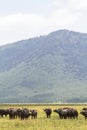 A herd of buffaloes inside a volcano NgoroNgoro. Tanzania, Africa Royalty Free Stock Photo