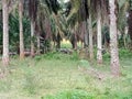 a herd of buffaloes in palm oil plantation malaysia Royalty Free Stock Photo