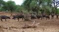 A herd of buffaloes on safari in Tarangiri-Ngorongor Royalty Free Stock Photo