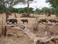 A herd of buffaloes on safari in Tarangiri-Ngorongor Royalty Free Stock Photo