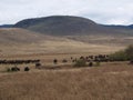 A herd of buffaloes on safari in Tarangiri-Ngorongor Royalty Free Stock Photo