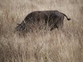 A herd of buffaloes on safari in Tarangiri-Ngorongor Royalty Free Stock Photo