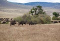 A herd of buffaloes on safari in Tarangiri-Ngorongor Royalty Free Stock Photo