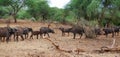 A herd of buffaloes on safari in Tarangiri-Ngorongor Royalty Free Stock Photo