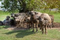 Herd of buffaloes are standing Royalty Free Stock Photo