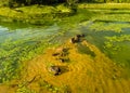 A herd of buffaloes swimming