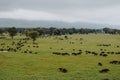 A herd of Buffaloes at Taita Hills wildlife Sanctuary, Kenya Royalty Free Stock Photo