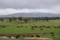 A herd of Buffaloes at Taita Hills wildlife Sanctuary, Kenya Royalty Free Stock Photo