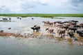 Herd buffaloes Royalty Free Stock Photo