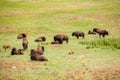 Herd of buffaloes with their little once Royalty Free Stock Photo
