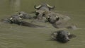 Herd Of Buffaloes in a Water