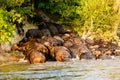 Herd of Buffalos desperate to get out of the river