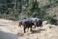 A herd of buffalos is eating straw on the side of the road and there is green forest