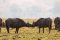 Herd of buffalos grazing on grass in a savannah in Africa Royalty Free Stock Photo