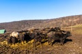 A herd of buffalos in the mountains