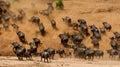 Herd of buffalos running in dust in a savannah in Africa Royalty Free Stock Photo