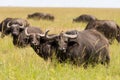 Herd of buffalos Royalty Free Stock Photo