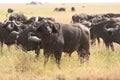 Herd of buffalos Royalty Free Stock Photo