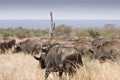 Herd of buffalos walking in the bush , Kruger National park, South Africa