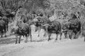 A herd of Buffalows in South Luangwa National Park