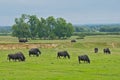 Buffalos\'s grazing in a meadow in the Hungarian countryside