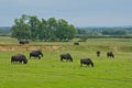 Buffalos\'s grazing in a meadow in the Hungarian countryside