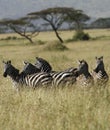 Herd of Burchell's Zebra.